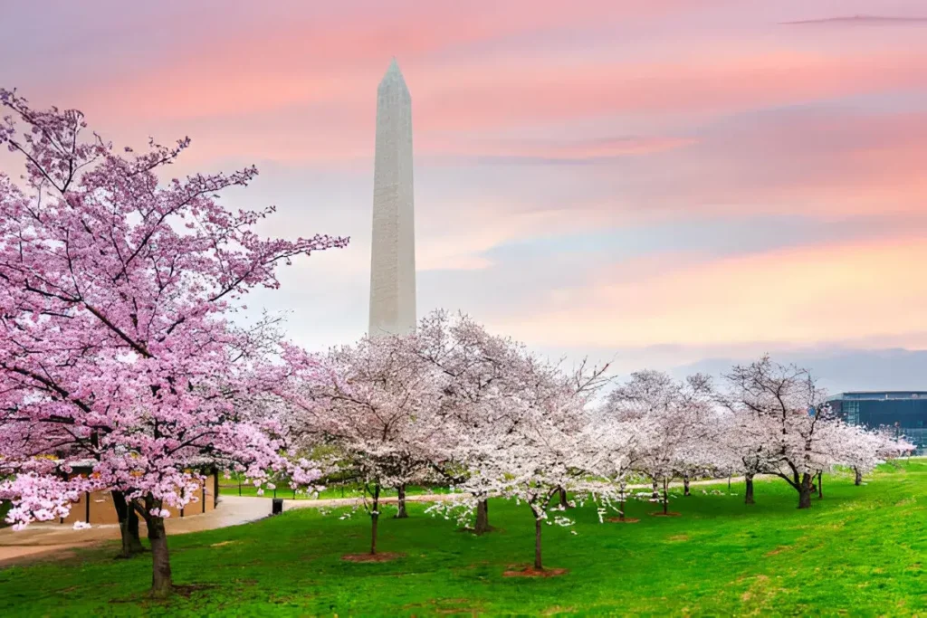 Washington DC, USA with the Washington Monument during spring cherry blossoms